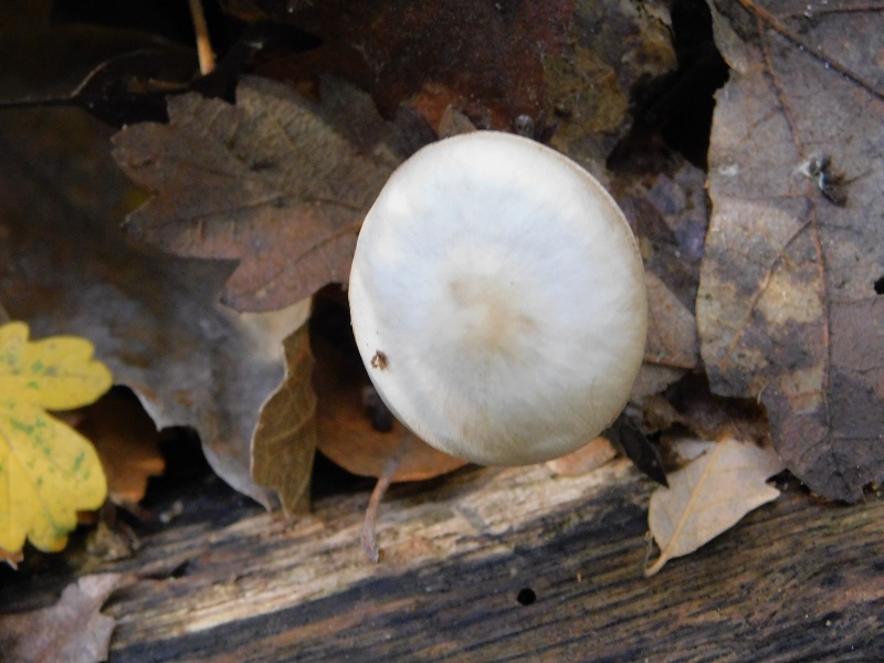 15 Fotogr il 18.12.2021 sotto Leccio